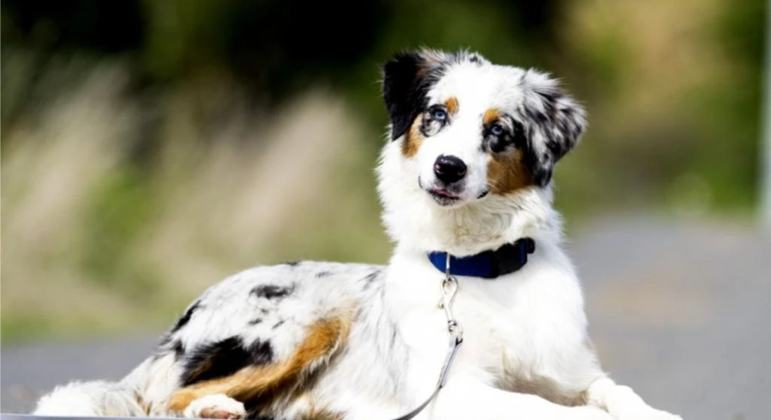 Skya – unser Hundesonnenschein